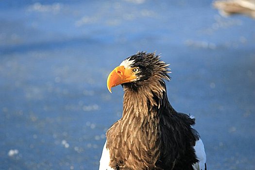 虎头海雕,浮冰