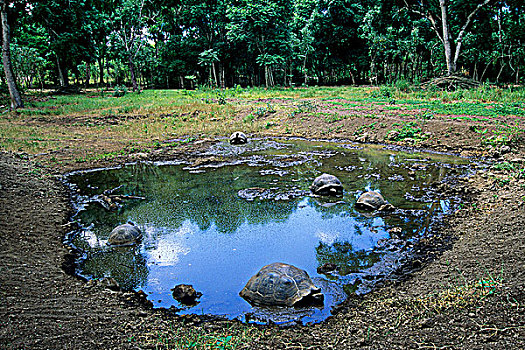 五个,象龟属,打滚,泥,洞,圣克鲁斯岛,加拉帕戈斯,群岛,厄瓜多尔