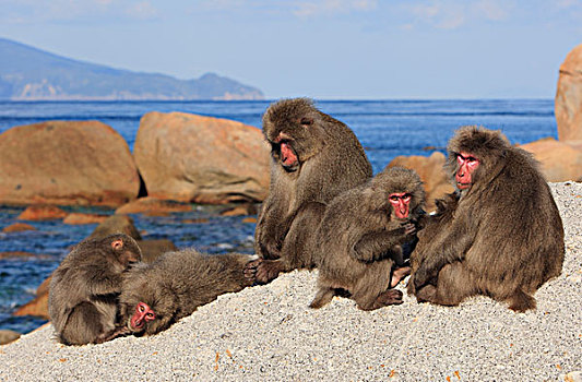 日本猕猴,雪猴,军队,阳光,岩石上,岛屿,日本