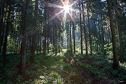 阳光,早晨,树林,坏,德国,欧洲