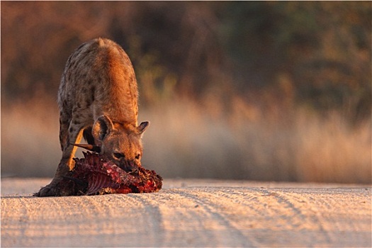 斑鬣狗,道路