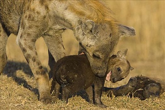 斑鬣狗,母兽,尝试,玩耍,星期,老,幼兽,马赛马拉国家保护区,肯尼亚