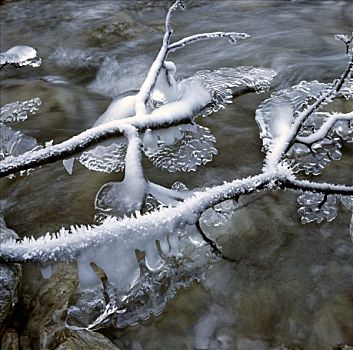 冰,枝条,溪流