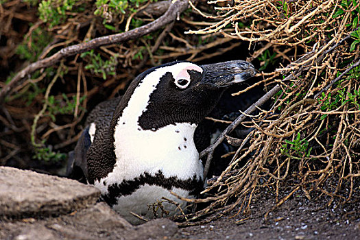 黑脚企鹅,非洲企鹅,成年,鸟窝,饲养,场所,石头,湾,西海角,南非,非洲