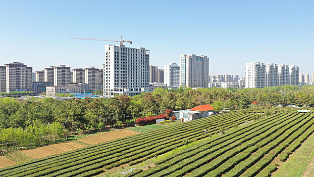 山东省日照市,春雨过后采茶忙