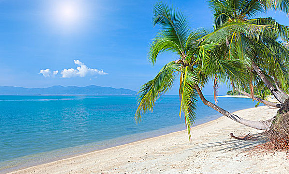 热带沙滩,椰树,海滩,苏梅岛,泰国