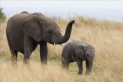 非洲象,母亲,萨布鲁国家公园,肯尼亚