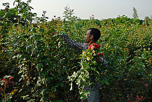 农民,花,种植园,孟加拉,气候,状况,能力,产生,宽,排列,插瓶花,叶子,国际,创业人