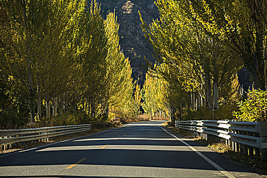 乡间公路和白杨树