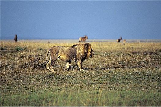 走,雄性,狮子,猫科动物,哺乳动物,马赛马拉,肯尼亚,非洲,动物