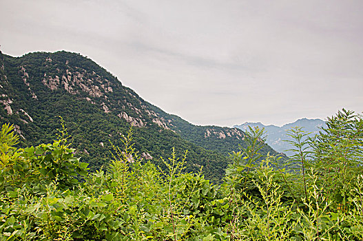 植被覆盖的山地环境