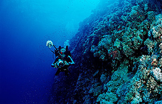 潜水者,珊瑚礁,礁石,红海,埃及,非洲