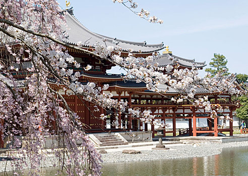 平等院,靠近,京都,日本,庙宇,早晨,阳光,樱花
