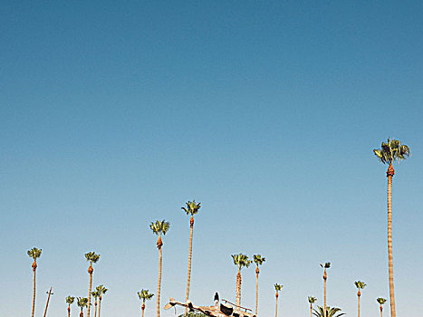 女人,站立,损坏,直升飞机,棕榈树,蓝天,加利福尼亚,美国