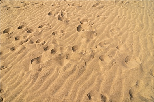 沙丘,沙滩,纹理