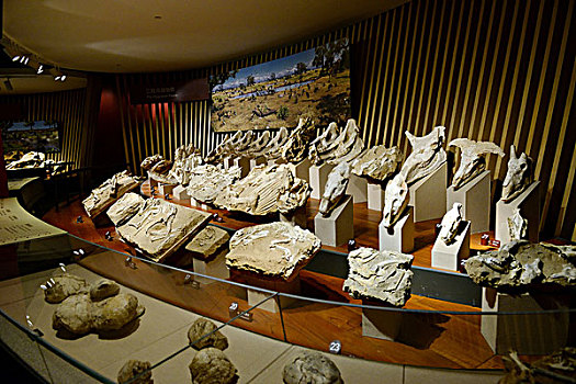 上海自然博物馆生物的进程展览