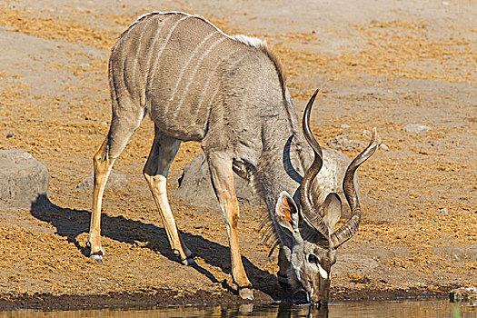 大捻角羚,雄性,喝,水坑,埃托沙国家公园,纳米比亚,非洲