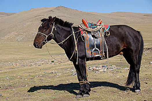 亚洲,西部,蒙古,靠近,省,骑手,传统,马鞍,衣服,区域,使用,只有