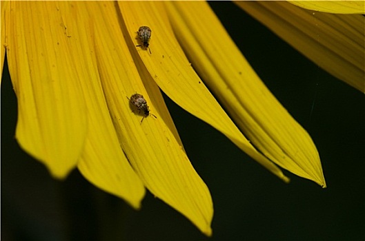 一对,昆虫,休息,黄色,花瓣,向日葵