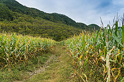 山脚下玉米地边上的小路