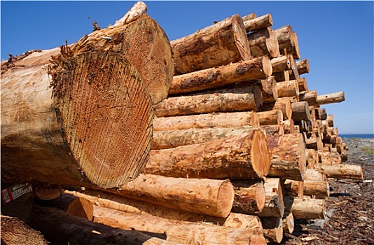木料,木头,木材业,木材,原木,一堆