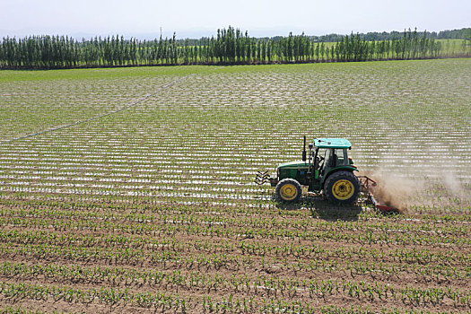 新疆双河,20万亩玉米开始中耕