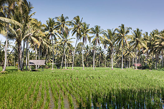 巴厘岛,梯田,稻田,棕榈树,后面