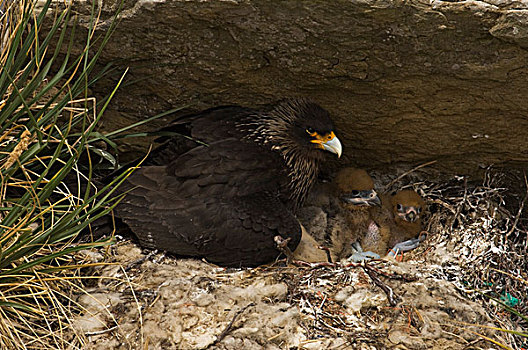 条纹,长腿兀鹰,巢穴,三个,幼禽,福克兰群岛