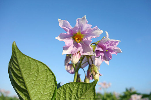 土豆田,开花