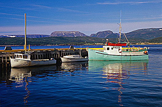 渔船,母牛,头部,纽芬兰,加拿大