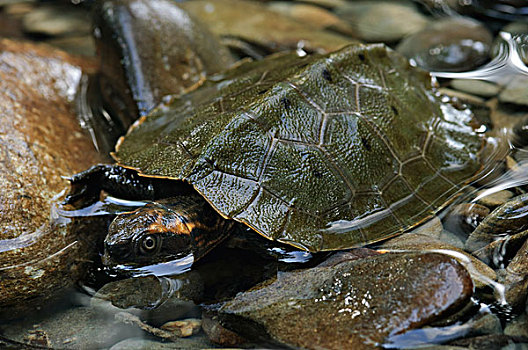 龟,国家公园,马来西亚