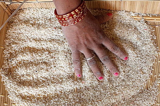 印度,女人,分类,米饭