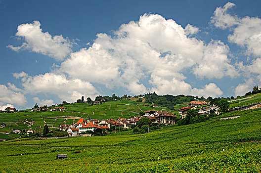 风景,葡萄园,世界遗产,沃州,瑞士,欧洲
