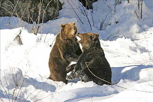 两个,棕熊,玩雪,禁猎区,巴伐利亚森林,德国