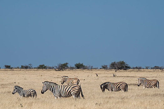 斑马,马,牧群,高,干草,埃托沙国家公园,纳米比亚,非洲
