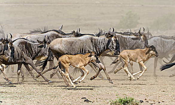 跑,蓝角马,角马,牧群,幼兽,马赛马拉,肯尼亚,非洲