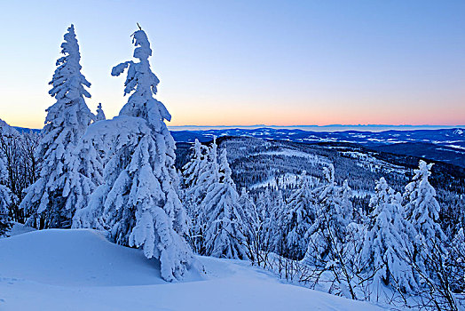 晨光,积雪,松树,格罗塞尔,巴伐利亚森林,下巴伐利亚,巴伐利亚,德国,欧洲