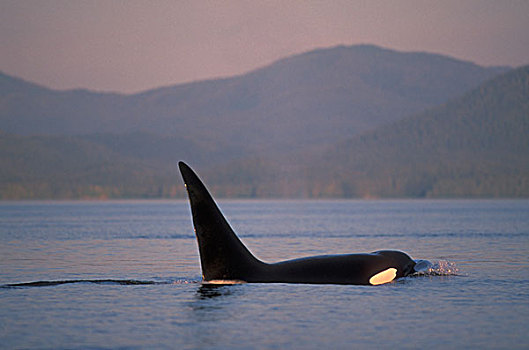 逆戟鲸,虎鲸属,靠近,圣胡安岛,美国