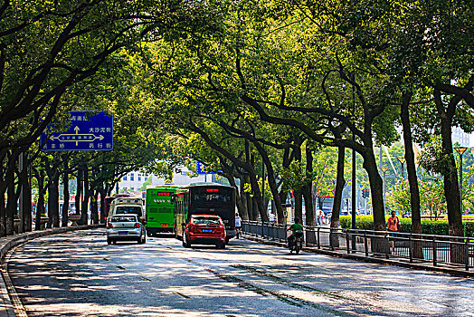 林荫,道路,行人,公交车,阳光