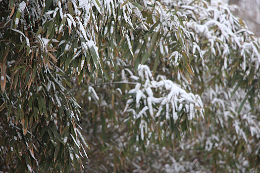 下雪