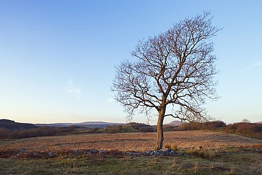 冬天,树,布雷肯灯塔国家公园,波厄斯郡,威尔士