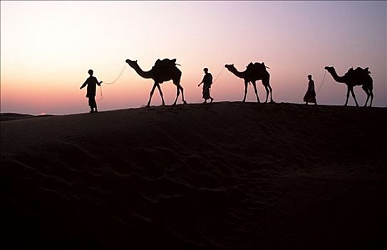 单峰骆驼,驼队,普什卡,拉贾斯坦邦,印度