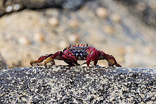 红岩,螃蟹,方蟹,成年,加纳利群岛,西班牙,欧洲
