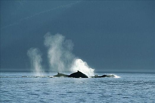 驼背鲸,大翅鲸属,鲸鱼,群,平面,夏威夷