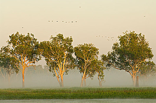 干河道,树,喜鹊,鹅,成群,飞行,黄色,水,卡卡杜国家公园,北领地州,澳大利亚