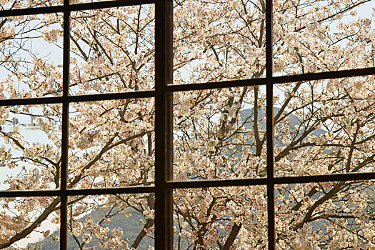 樱花,户外,窗户