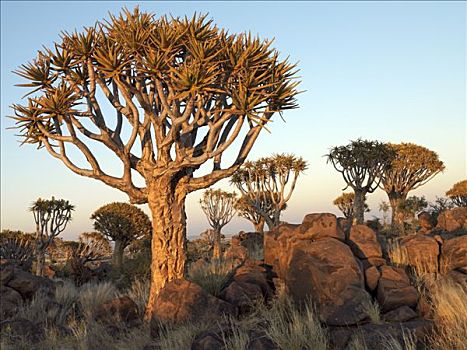 树林,挨着,南方,卡拉哈里沙漠,二歧芦荟,陡峭,岩石,斜坡,上方,大,区域,纳米比亚,南非