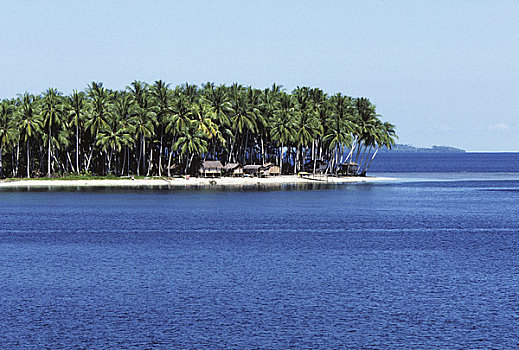 巴布亚新几内亚,岛屿,靠近,乡村,椰树,树