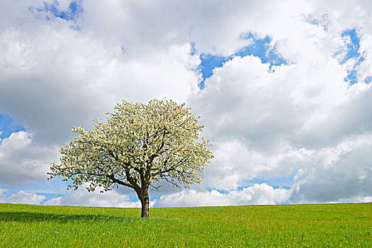 盛开,樱桃树,奥登瓦尔德,黑森州,德国