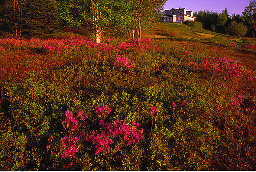 野生,杜鹃花属植物,地点,新布兰斯维克,加拿大